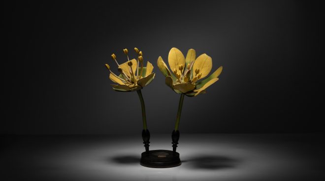 Botanical Models :: Obsolete